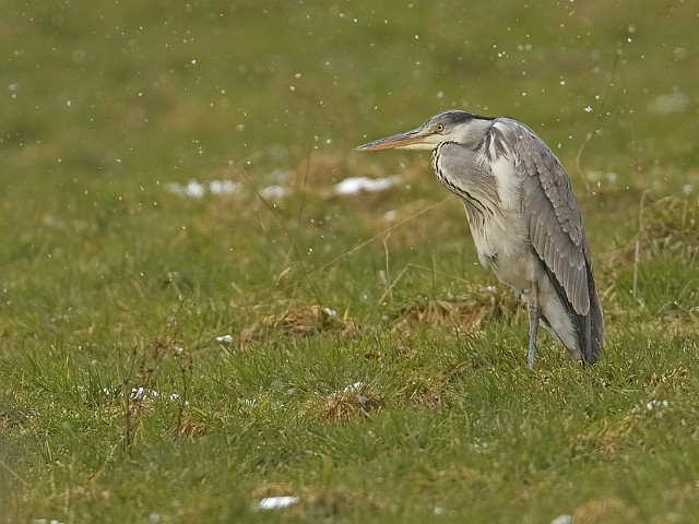 Graureiher Ardea cinerea